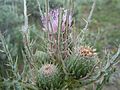 Cirsium brevistylum (5975948274)