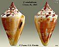 Conus anabathrum 3