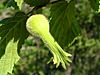 Corylus cornuta fruit (5097503079).jpg