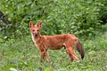 Cuon alpinus asiatic wild dog