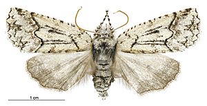 Declana floccosa female.jpg