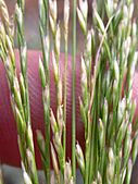 Deschampsia elongata3