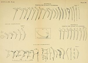 Evolution of Boomerang