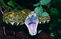 Eyelash Viper (Bothriechis schlegelii) female threat display (captive specimen) (14813138374)