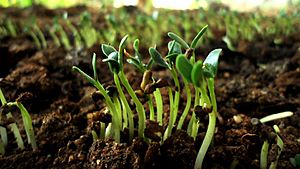 Fenugreek Sprouts