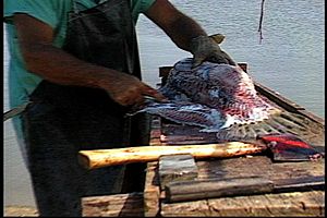 Filleting an alligator gar