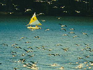 French Creek State Park Geese and Sailboat