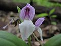 Galearis spectabilis or showy orchis in bloom