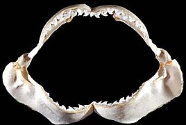 Galeocerdo cuvier jaws