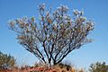 Grevillea gordoniana habit