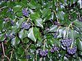 Hedera hibernica with berries