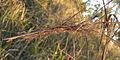 Heteropogon contortus seedhead