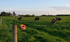 Much of Hixon's terrain is fairly flat with heavy soil. Family dairy farms like this are becoming fewer.