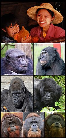 Hominidae (extant species).jpg