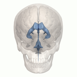 Human ventricular system - animation