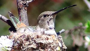 Hummingbird Incubating8.jpg