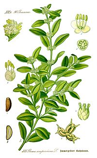 Illustration Buxus sempervirens1 cleaned.jpg