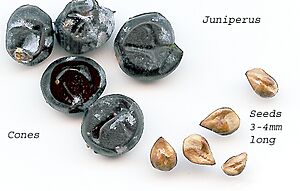 Juniperseeds