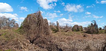 Kudzu graveyard (40580p)