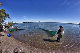 Liberty Island beach seining (34317366204)