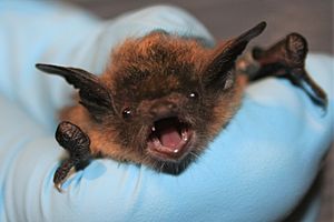 Little brown bat face closeup