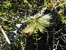 Melaleuca longistaminea (leaves, flowers)