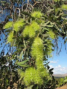 Melaleuca nervosa