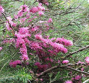 Melaleuca wilsonii.jpg