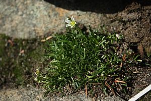 Minuartia groenlandica ADK.jpg