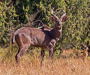 Mountain nyala (Tragelaphus buxtoni) male.jpg