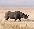 Ngorongoro Spitzmaulnashorn edit1crop