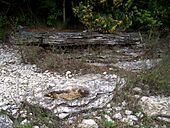 Outcroppings of exposed bedrock at Newport State Park approximately 10 feet (3.0 m) from Lake Michigan