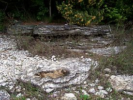 NiagaraEscarpmentOutcroppings LakeMichiganShore