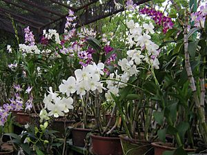 Orchid plants