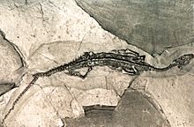 Pachypleurosaurus