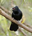 Pacific koel male kob08