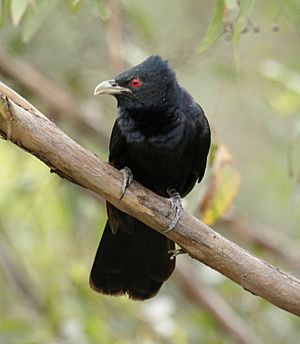 Pacific koel male kob08.JPG