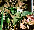 Persistent Trillium Photo