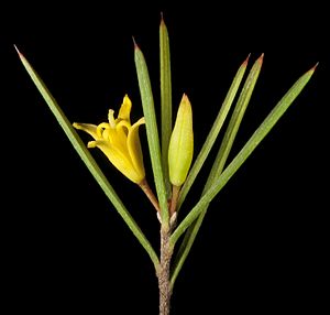 Persoonia sulcata (8691915815).jpg