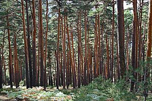 Pinar Sierra de Guadarrama 2005-09-13