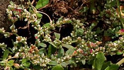 Polygonum plebeium W IMG 0462