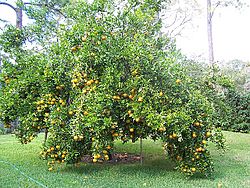 Ponkan tree in Florida.jpg