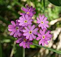 Primula farinosa flowers 100704