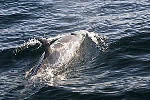 Risso's Dolphin