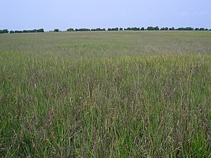 Salt marsh