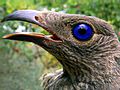 Satin bowerbird