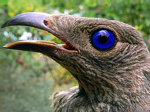 Satin bowerbird