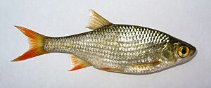 Scardinius erythropthalmus 2009 G1.jpg