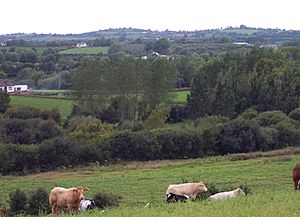 Scrub bushes on the Yellow Ford battlefield