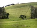 Sheep on Tegdown Hill - geograph.org.uk - 699188